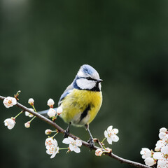 Obraz premium Small parus (tit or bluetit) on twig with cherry flowers on spring garden. Bird photography