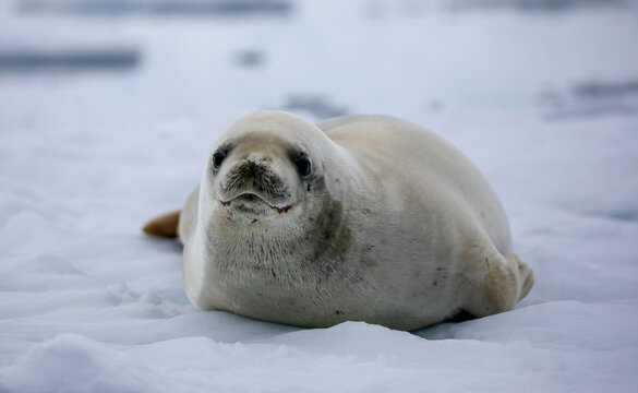 Crabeater Seal