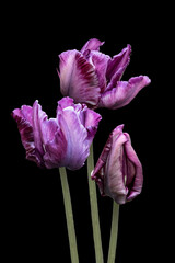 Purple tulip flowers close up. Isolated on black background