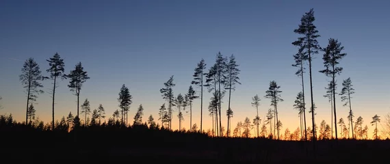 Immergrüner Wald bei Sonnenuntergang. Dunkle Silhouetten mächtiger Kiefern. Klarer Himmel. Stimmungsvolle Landschaft. Natur, Umweltschutz, Entwaldung, Wiederaufforstung © Alex Stemmer