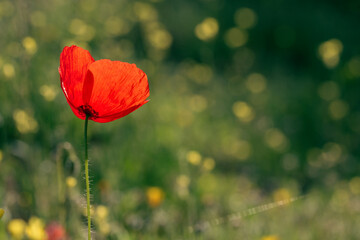 Obraz premium poppy flowers in the field
