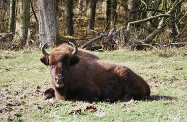 Wisent im Gebiet Küstenheide Cuxhaven