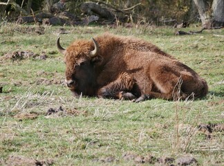 Wisent in der Küstenheide von Cuxhaven