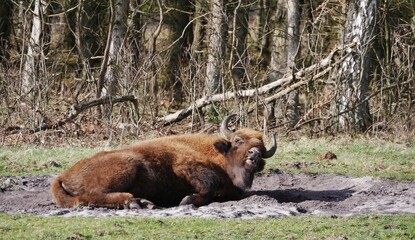 Wisent genießt Sonnenstrahlen in Küstenheide