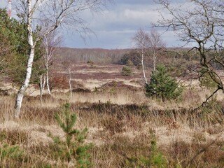 Küstenheide mit Birken