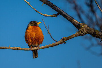 Robin