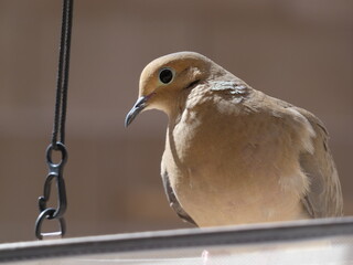 Close up of a dove