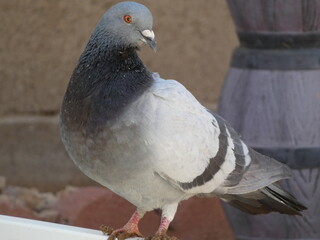 pigeon on the ground