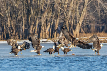 Bald Eagles fighting over fish
