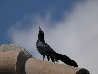 bird on a roof