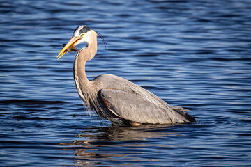 Blue Heron with fish.