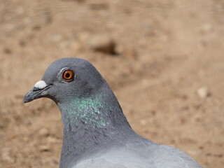 close up of a pigeon