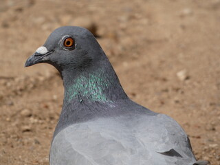 close up of a pigeon