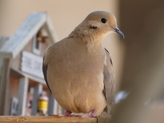 close up of a dove
