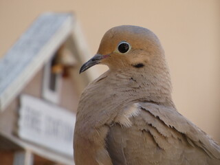 close up of a dove