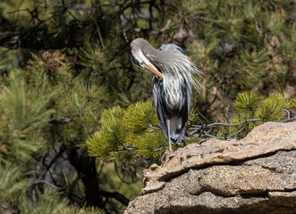 Great Blue Heron