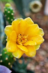 Closeup yellow cactus flower Rebutia minuscula cactus plant ,Cactaceae ,Echinocactus ,Echinopsis...