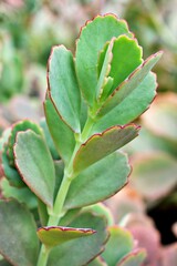 Closeup green succulent plant ,Kalanchoe fedtschenkoi variegata tricolor lavender scallops ,gray-green to purple leaves ,scalloped is a shrub forming succulent featuring thick ,soft selective focus