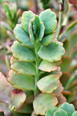 Closeup green succulent plant ,Kalanchoe fedtschenkoi variegata tricolor lavender scallops ,gray-green to purple leaves ,scalloped is a shrub forming succulent featuring thick ,soft selective focus