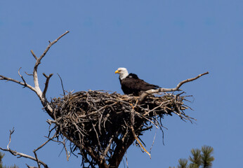Bald Eagle in Eleven Mile Canyon