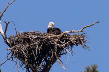 Bald Eagle in Eleven Mile Canyon