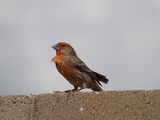 bird on a wall