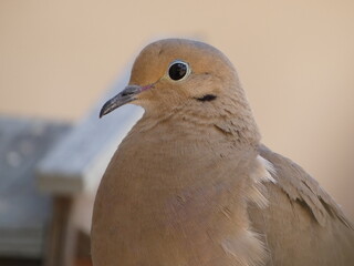 close up of a dove
