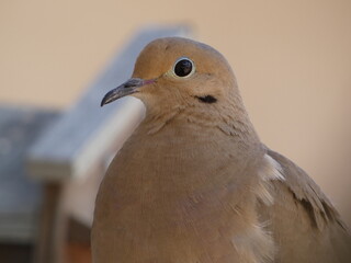 close up of a dove