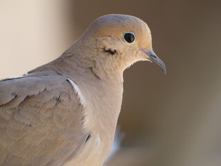 close up of a dove