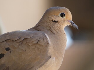 close up of a dove