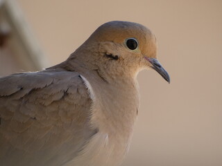 close up of a dove