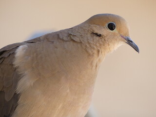 close up of a dove