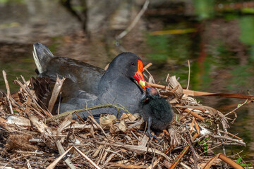 Close-up of a Dusky Moorhen (Gallinula tenebrosa) feeding its chick in the nest, on a pond, in the Royal Botanic Gardens, Sydney, Australia.