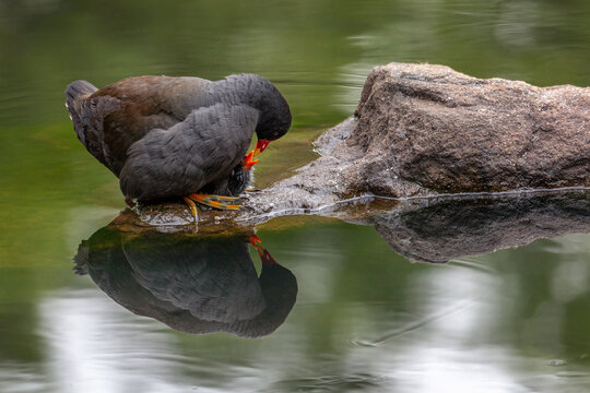 Close-up of a Dusky Moorhen (Gallinula tenebrosa) at a rock's edge, feeding its chick, beautifully reflected in the calm water of a pond, in Centennial Park, Sydney, Australia.
