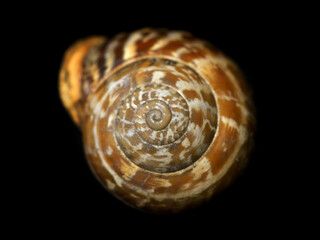 Close-up of a snail, in shallow depth-of-field image