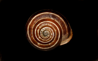 Close-up of a snail, in shallow depth-of-field image