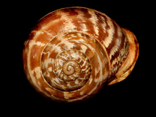 Close-up of a snail, in shallow depth-of-field image
