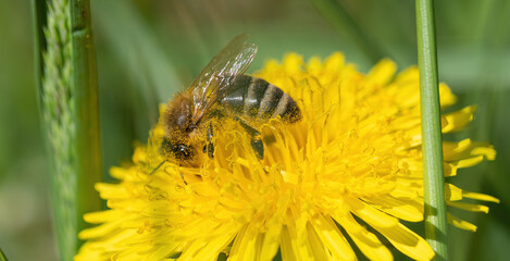 A bee closeup at spring in jena