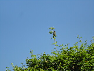 Small bird on tree branch