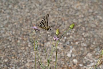 Papillon posé sur une fleur sauvage, isolé