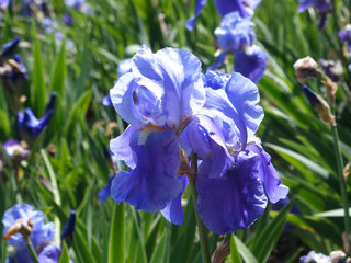Iris mauve, en gros plan