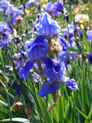 Iris mauve, en gros plan