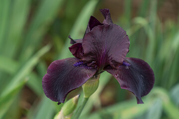Iris fleuri noir (pourpre foncé) en gros plan, avec quelques gouttes de rosée