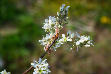 6月に赤い小さな実を付けるジューンベリーの花が満開に咲いた美しい風景