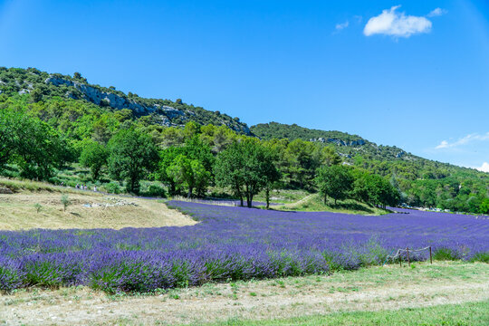 Champ de lavande en Provence