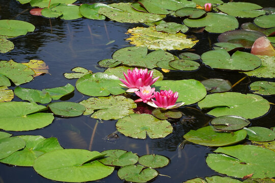 Nénuphars en fleur sur un étang