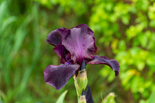 Iris fleuri noir (pourpre foncé) en gros plan, avec quelques gouttes de rosée