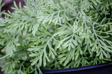 Lavender Sage, a variety of Lavender 