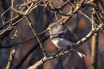 Small Dark-Eyed Junco perched on a tree on a springtime evening