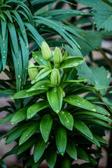 Pink lilies forming small buds 